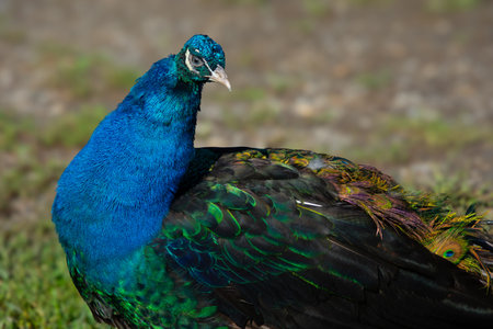 Pretty male peacock showing his colors on a Canadian farm