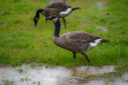wild goose in a marsh near a Canadian lake in Quebecの写真素材