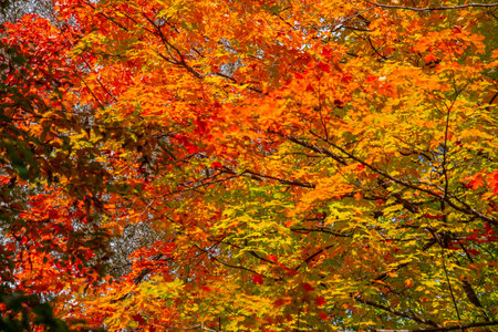 Magnificent autumn landscapes in the Canadian countryside in the province of Quebec