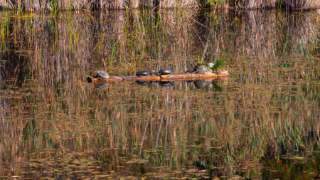 Pretty turtle on a tree trunk in the middle of a pond in autumn