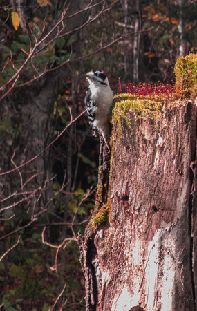 Woodpecker perched on a tree in the Canadian wild forest in Quebecの写真素材
