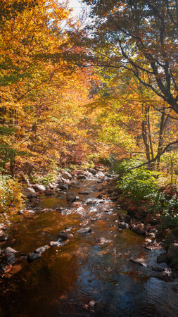 Magnificent autumn landscapes near a river in the Canadian forest in the province of Quebecの写真素材
