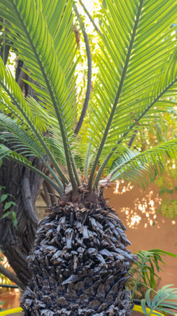 Majorelle garden, superb place in the heart of the city of Marrakech in Moroccoの写真素材