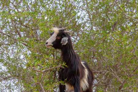Goat in the trees in the Essaouira region of Moroccoの写真素材