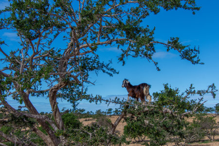 Goat in the trees in the Essaouira region of Moroccoの写真素材