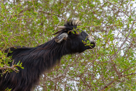Goat in the trees in the Essaouira region of Moroccoの写真素材