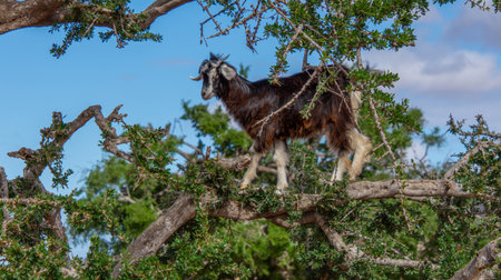 Goat in the trees in the Essaouira region of Moroccoの写真素材