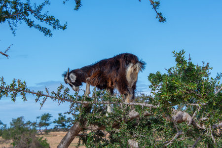 Goat in the trees in the Essaouira region of Moroccoの写真素材