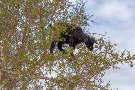 Goat in the trees in the Essaouira region of Moroccoの写真素材