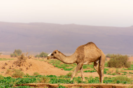 Dromedary walking freely in the Sahara desert somewhere in Moroccoの写真素材