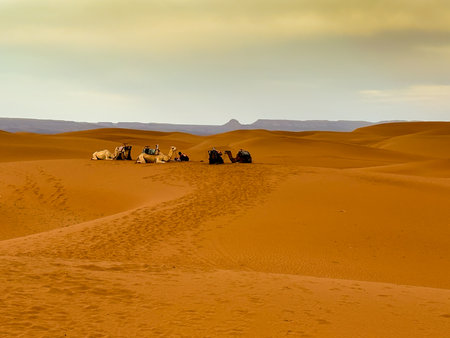 camel caravan resting on the dunes in the sahara in Moroccoの写真素材