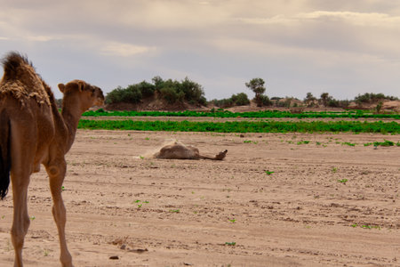 Dromedary walking freely in the Sahara desert somewhere in Moroccoの写真素材