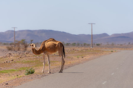 dromedary walking freely somewhere in the countryside in Moroccoの写真素材