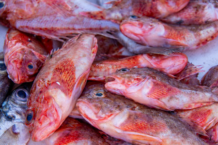 Fresh fish on the fishing port of Essaouira in Moroccoの写真素材