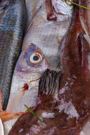 Fresh fish on the fishing port of Essaouira in Moroccoの写真素材