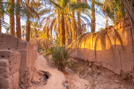 Path in a palm grove in the Moroccan countryside near Zagoraの写真素材