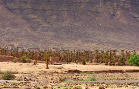 View of a palm grove in the countryside east of the Moroccan Anti-Atlasの写真素材