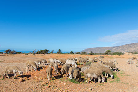 Flock of sheep walking near the cliff on the seaside in its region of Essaouira in Moroccoの写真素材