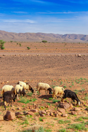 Flock of sheep walking in the desert in its region of Tata in Moroccoの写真素材