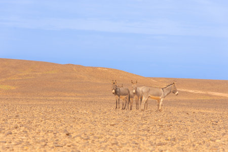 Donkeys resting somewhere along a track in the Sahara Desert in Moroccoの写真素材