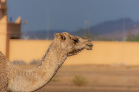 Close-up of a camel in a desert region of Morocco