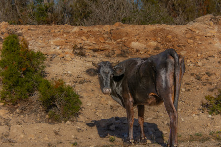 Large black cow alone along a road in the Moroccan countrysideの写真素材