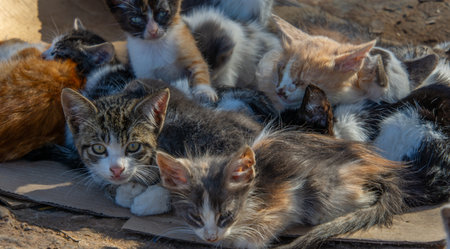 Stray cat abandoned somewhere, in a Moroccan town in Africaの写真素材