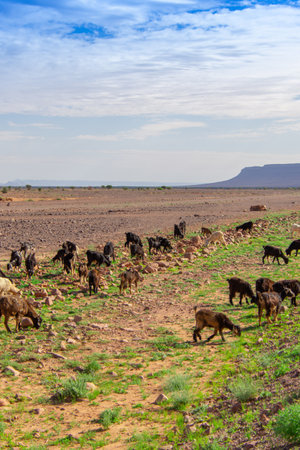 Herd of goats traveling along the road in the Zagora region of Moroccoの写真素材