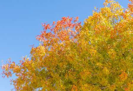 Colorful tree in the desert setting