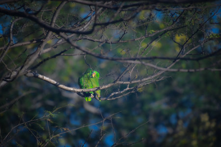 Beautiful specimen of Costa Rican green parrot in the Guanacaste province of Costa Rica