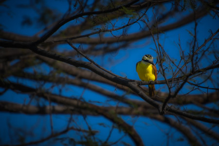 Beautiful specimen of Costa Rican yellow bird.