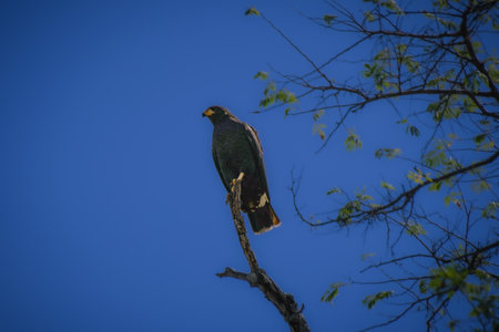 Beautiful specimen of a Black Falcon in the province of Guanacaste in Costa Ricaの写真素材