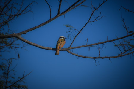 Beautiful specimen of Costa Rican small bird in the Guanacaste province of Costa Rica