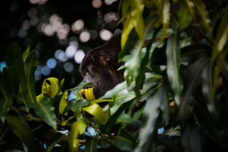 Howler monkey in its tree in the Moroccan forest in the province of Guanacaste