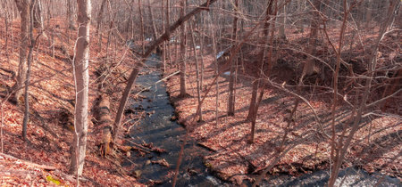A spring walk in the Canadian forest in the province of Quebec