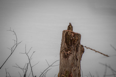 Dead tree stump in a small clearing in spring in the Canadian forestの写真素材