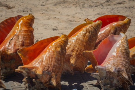 Display of large seashells for sale on Bavaro Beach in Punta Cana, Dominican Republicの写真素材