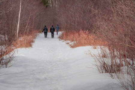 People walking on a forest trail in spring