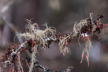 Close-up of a dead branch of a tree in the Canadian forest