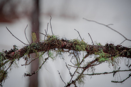 Close-up of a dead branch of a tree in the Canadian forestの写真素材