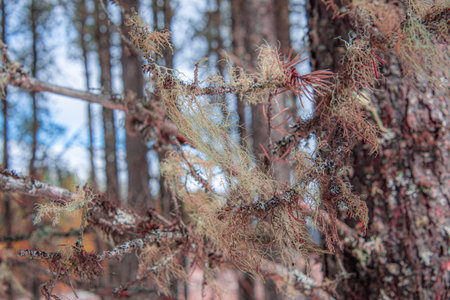 Close-up of a dead branch of a tree in the Canadian forest