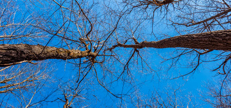 Straight trees in the forestの写真素材