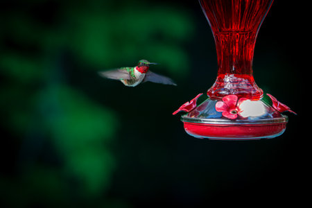 Hummingbird at the watering holeの写真素材