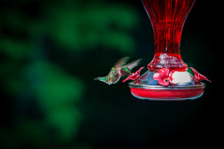 Hummingbird at the watering hole behind the house in the countryside in Quebecの写真素材