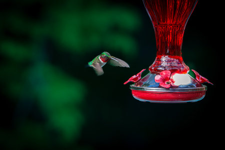 Hummingbird at the watering hole behind the house in the Canadian countryside in Quebecの写真素材