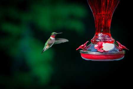 Hummingbird at the watering hole behind the house in the countryside in Quebecの写真素材