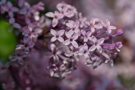 Lilacs in bloom in spring in the Canadian countryside in Quebec