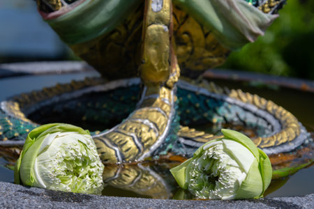 Lotus flower in a pretty little pond where this flower is cultivated in Bangkok, Thailandの写真素材