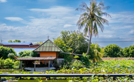 A beautiful lotus-cultivated pond near Bangkok, Thailand, with its water lilies.の写真素材