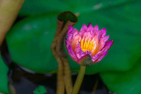 Water lily flower in a lotus breeding pond in Bangkok, Thailandの写真素材